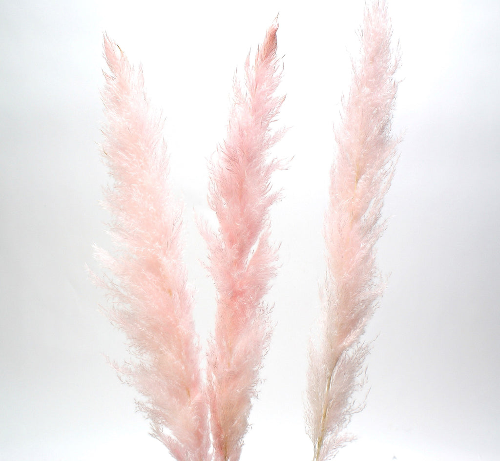Pampas Grass- Pink