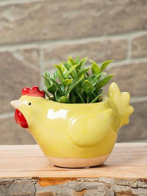 Chicken Plant Pot