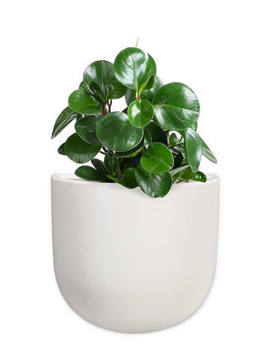 White Wall Planter