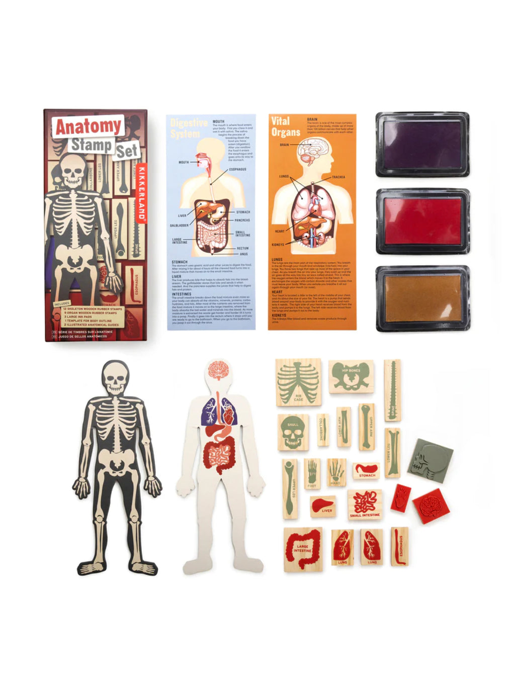 Anatomy Stamp Set