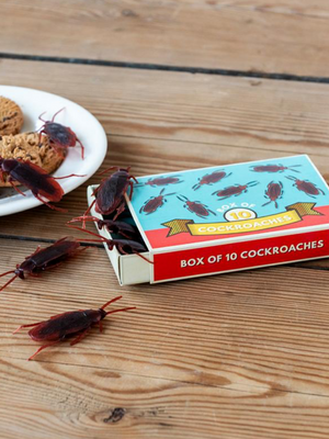 Box of Cockroaches
