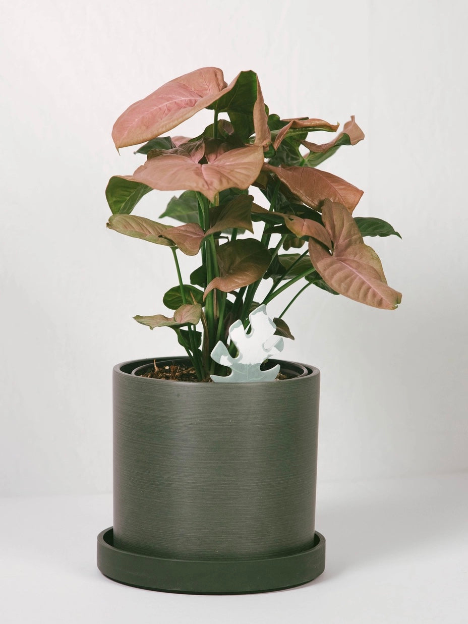 Color-Change Plant Moisture Meter