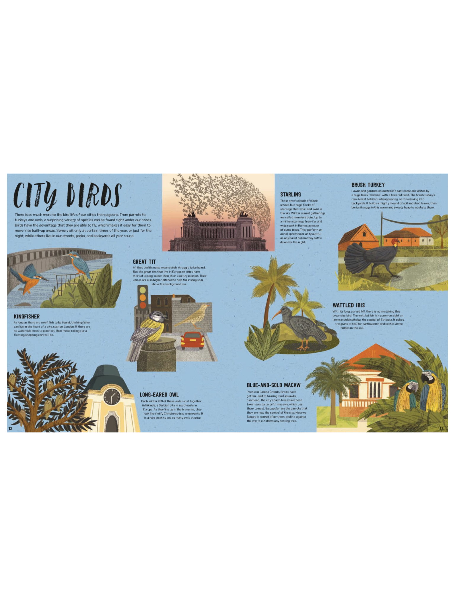 Wild City Book