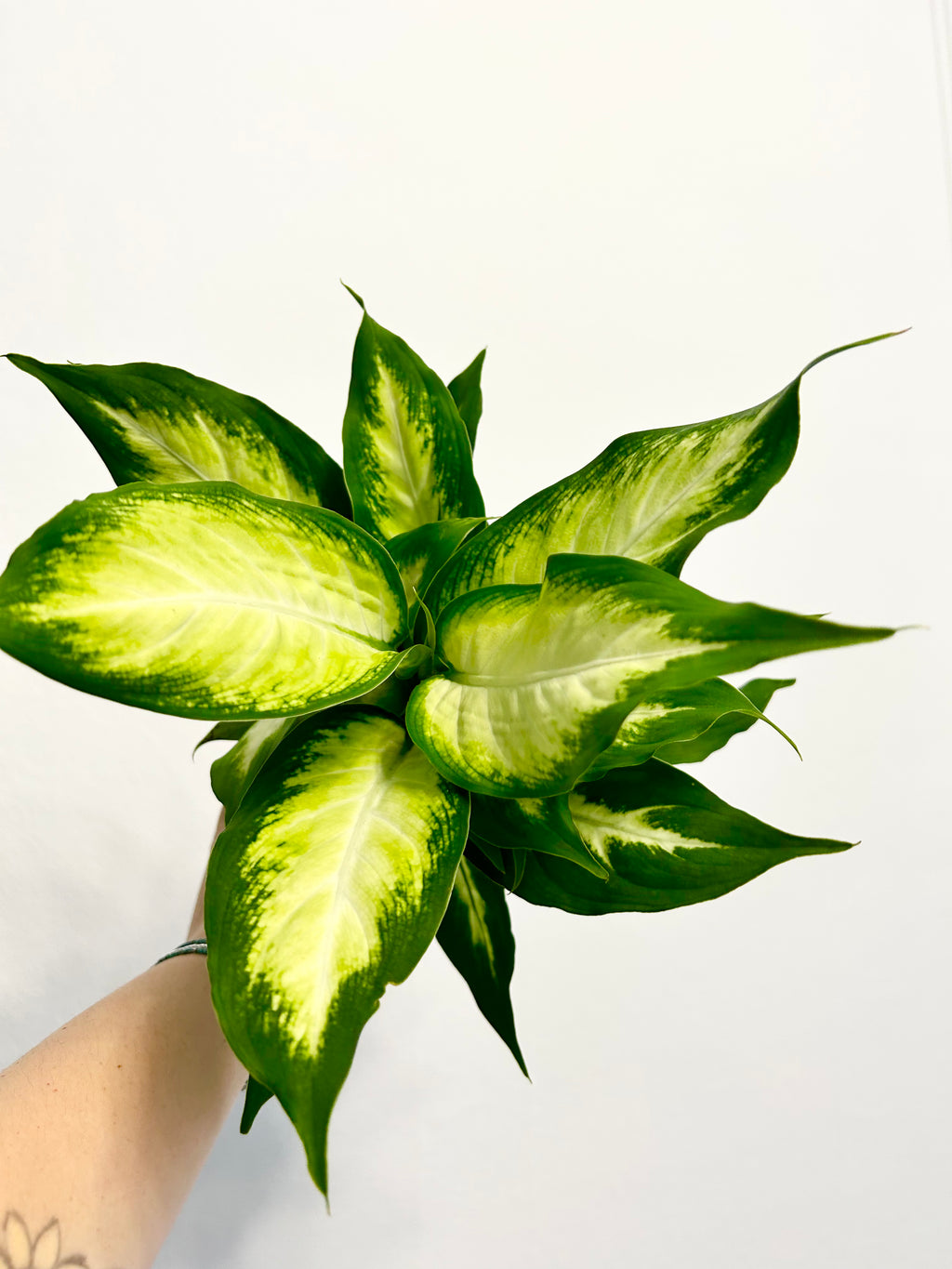 3.5” Dieffenbachia