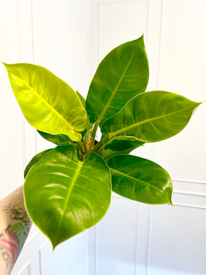 6” Philodendron Moonlight