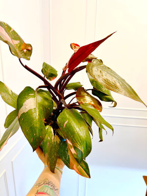 6” Philodendron Pink Princess