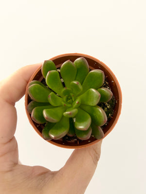 2.5” Succulent