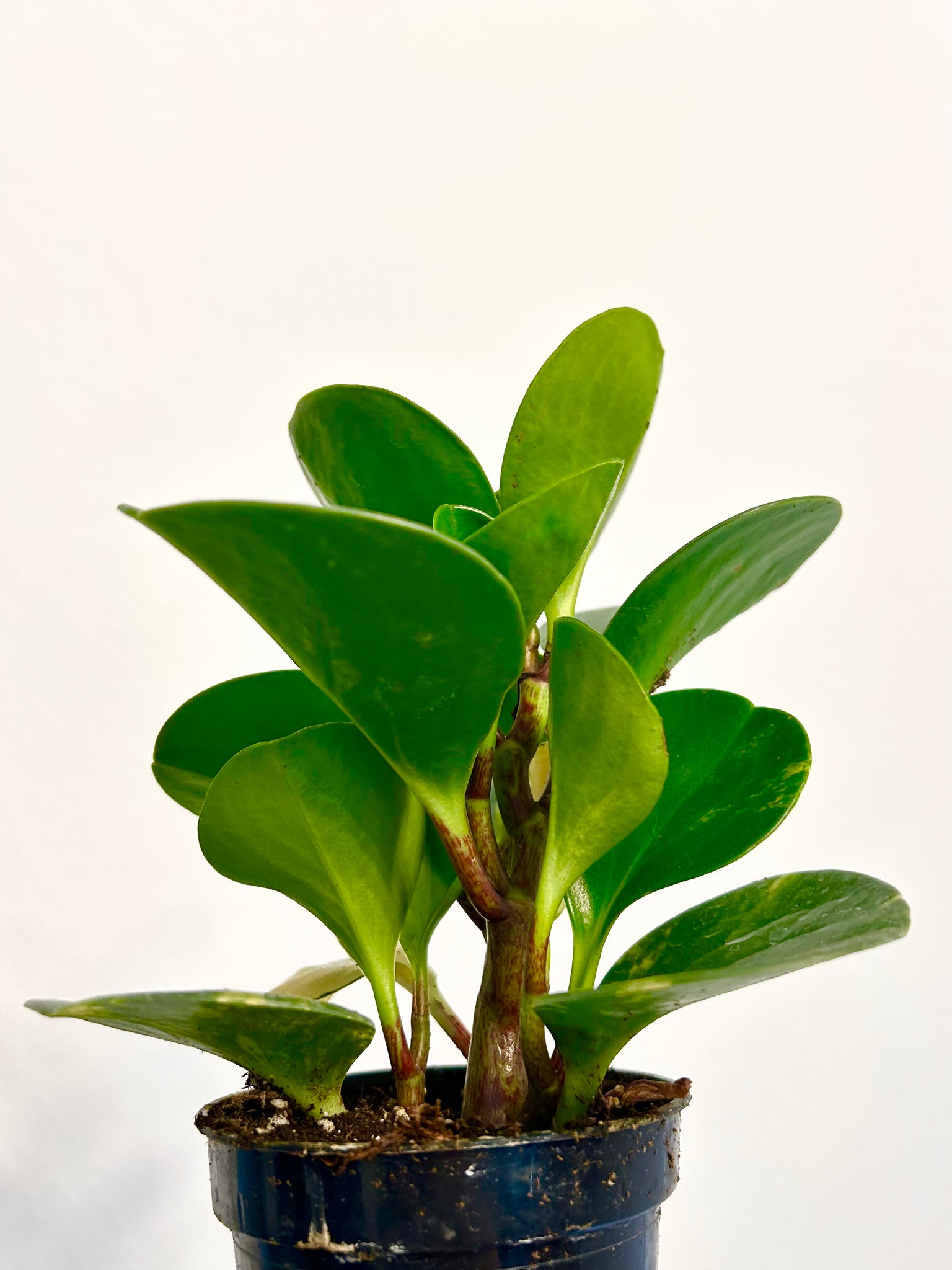 3.5” Peperomia Obtusifolia