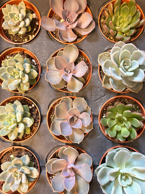2.5” Succulent