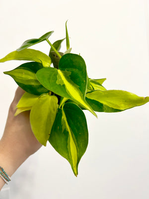 3.5” Philodendron Brazil
