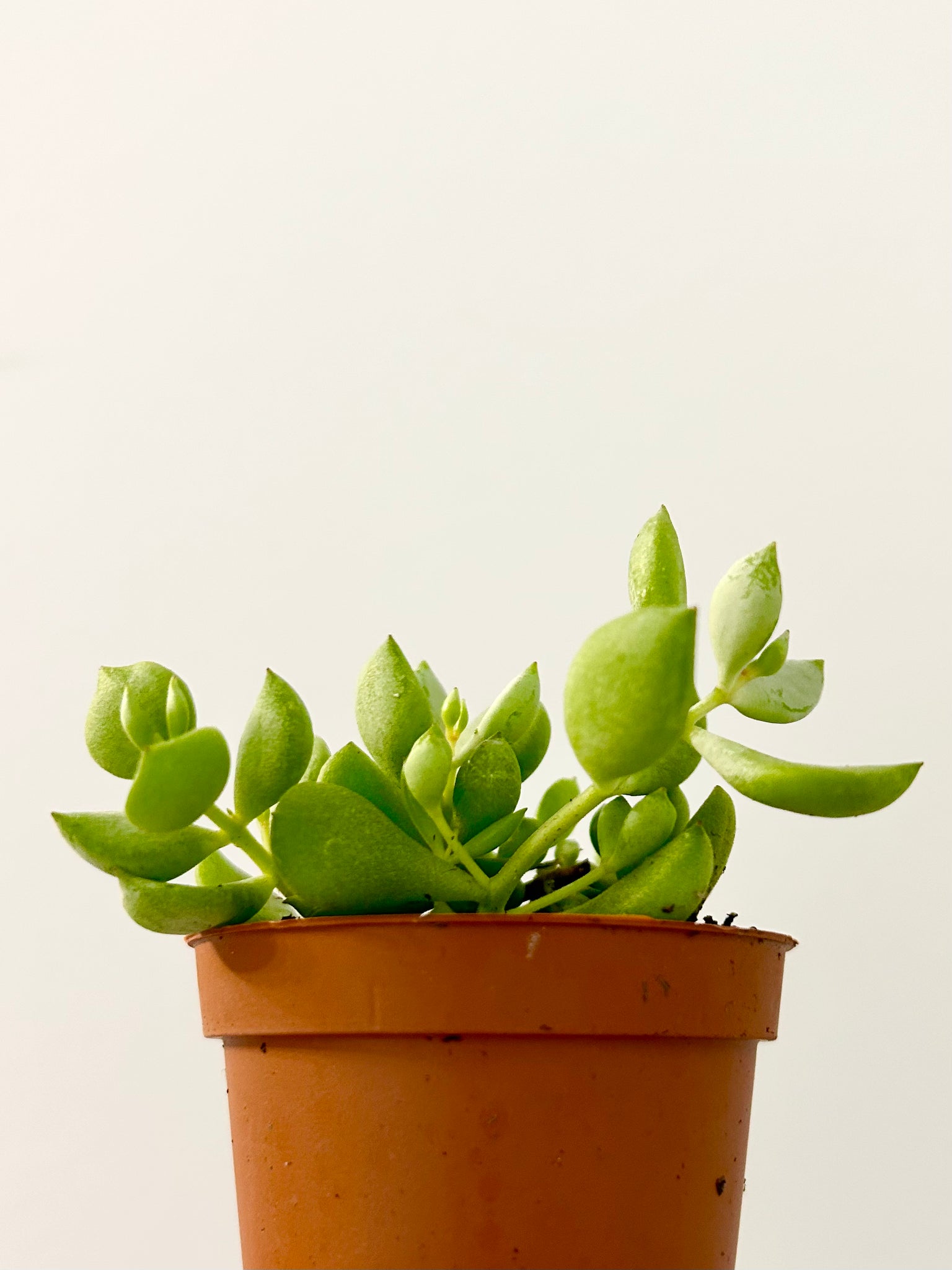 2.5” Succulent