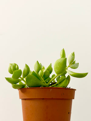 2.5” Succulent