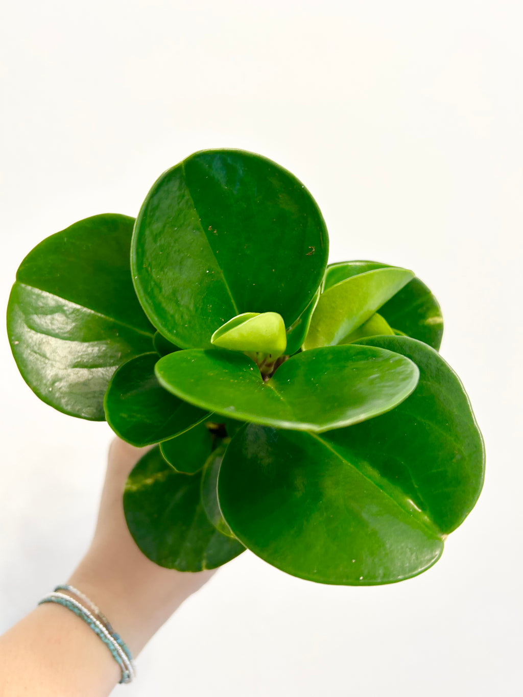 3.5” Peperomia Obtusifolia