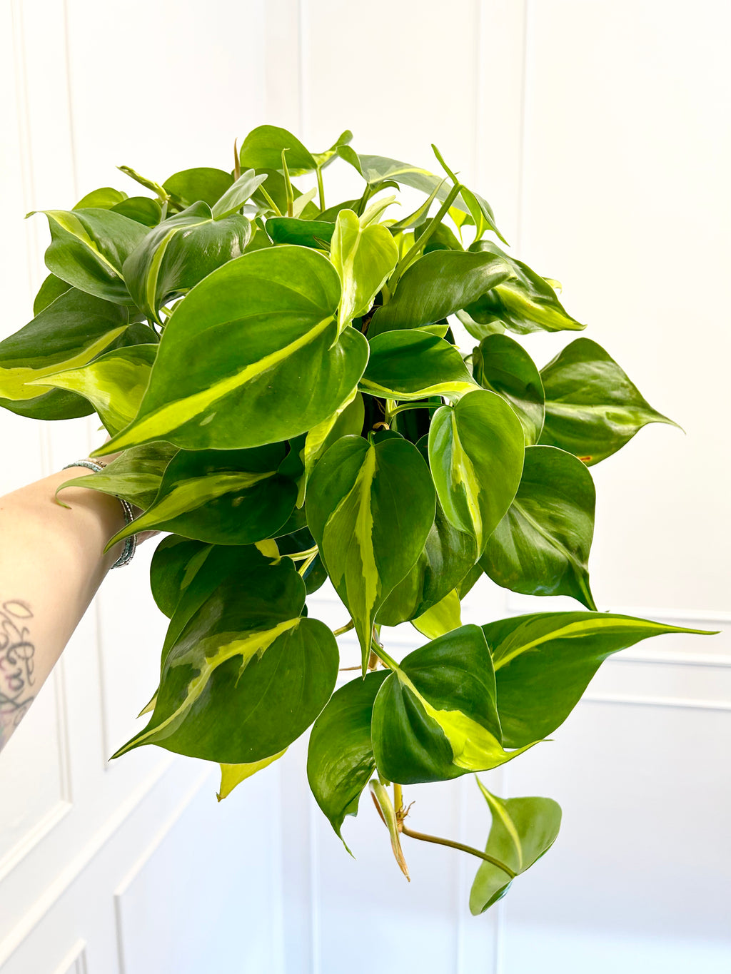 6”Philodendron Brazil