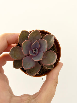 2.5” Succulent