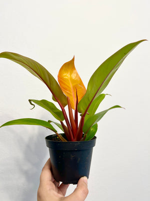 4” Philo Prince of Orange