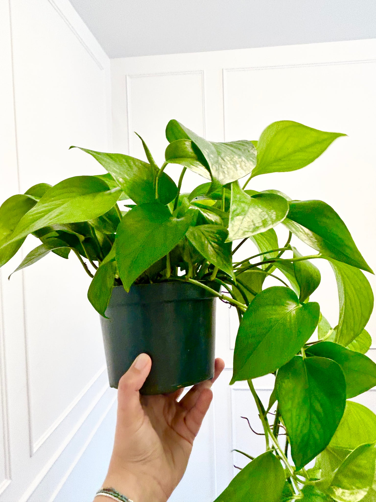 6” Pothos