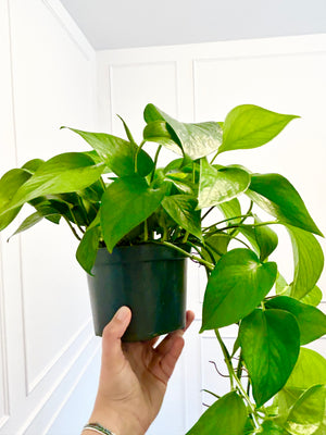 6” Pothos