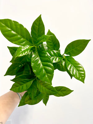 3.5” Coffee Plant