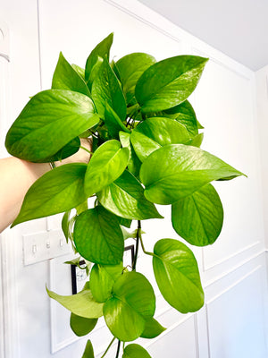 6” Pothos