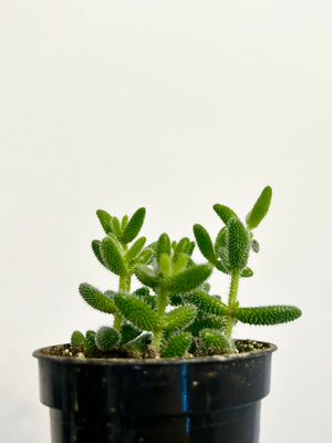 3.5” Pickle Plant