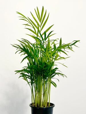 3.5” Parlour Palm