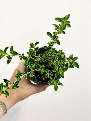 4” Snowrose
