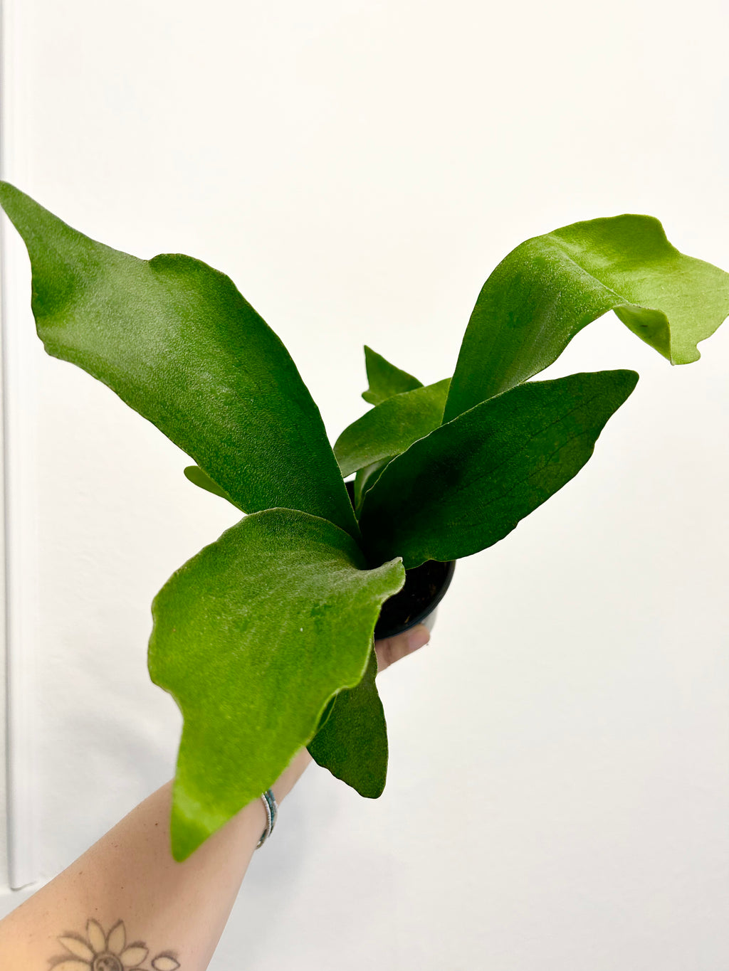 4” Staghorn Fern