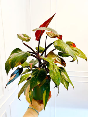 6” Philodendron Pink Princess