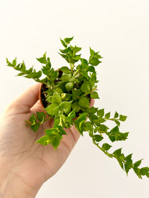 2.5” Succulent
