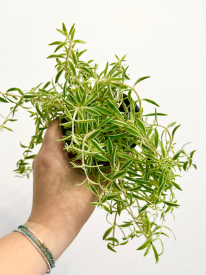 4” Sea Urchin Sedum