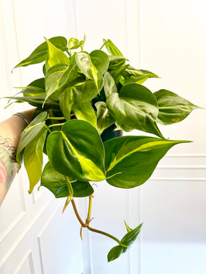 6”Philodendron Brazil
