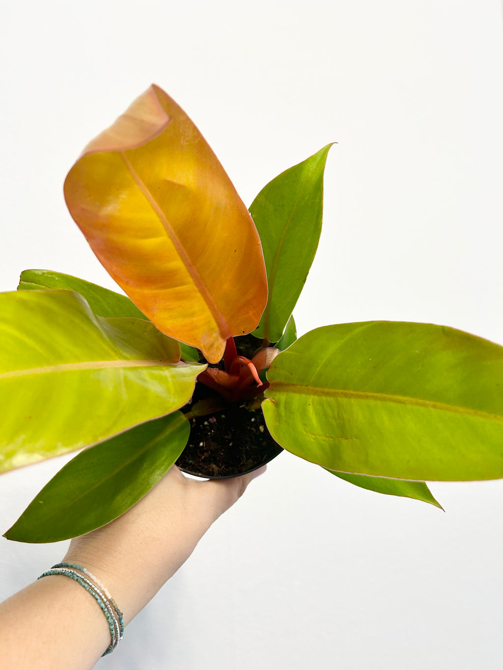4” Philo Prince of Orange