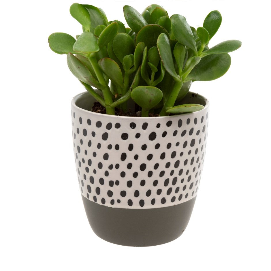 Polkadot Planter- Grey