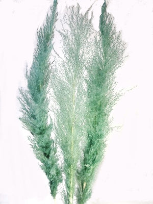 Pampas Grass- Blue