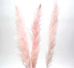Pampas Grass- Pink