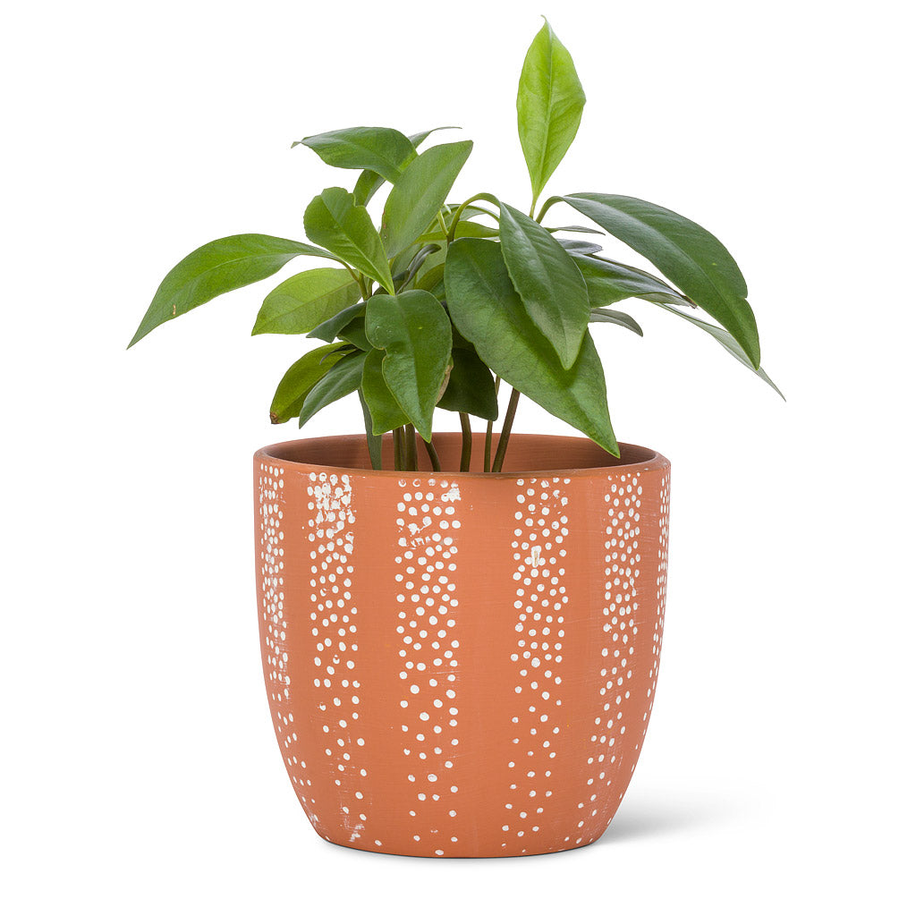 Dot Planter