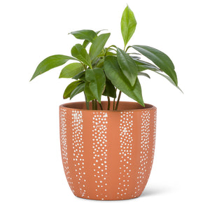 Dot Planter