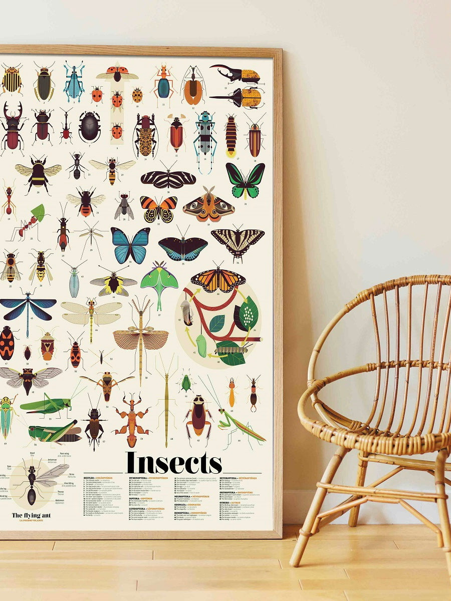 Discovery Poster- Insects