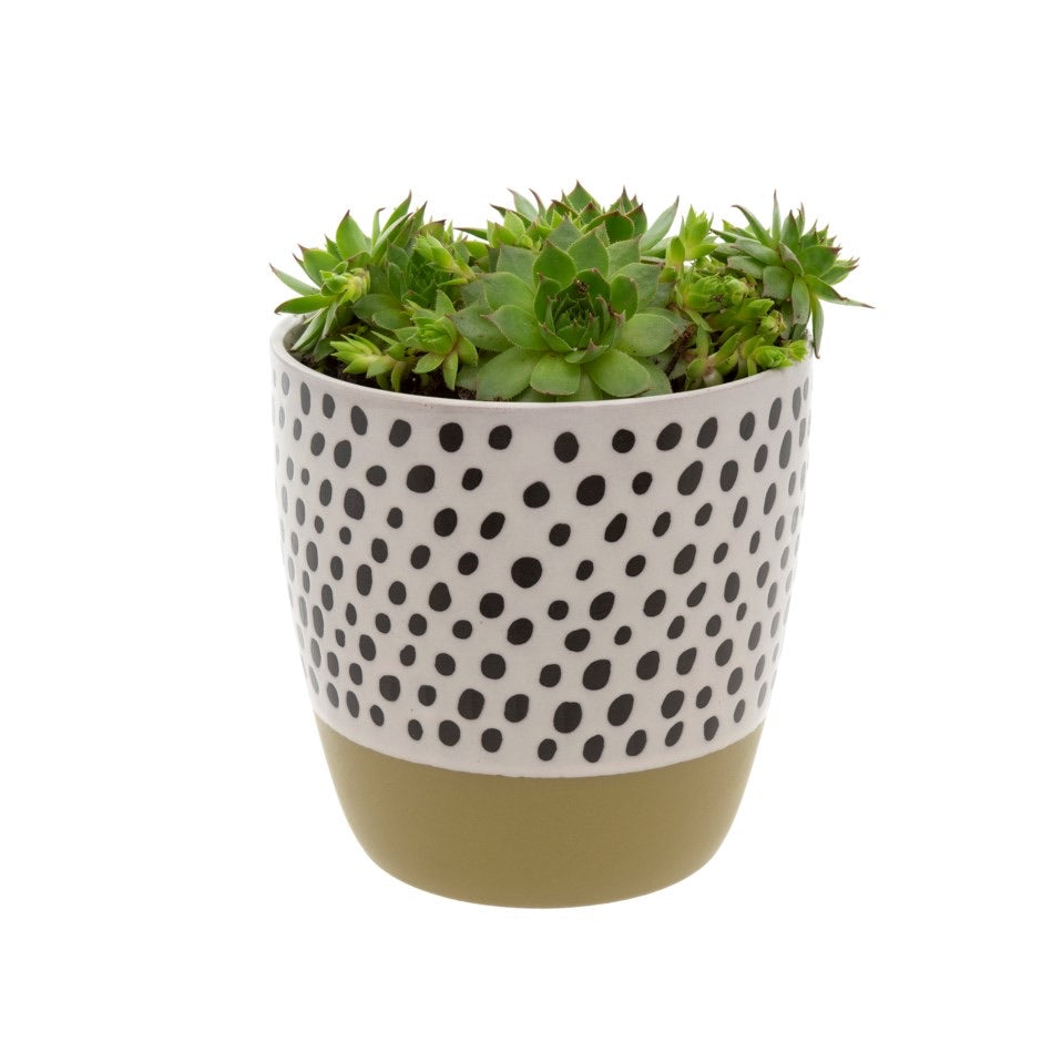 Polkadot Planter- Green